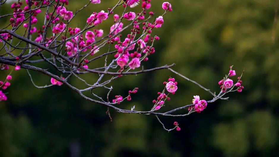 上海五大古典园林,迎来最美春色!