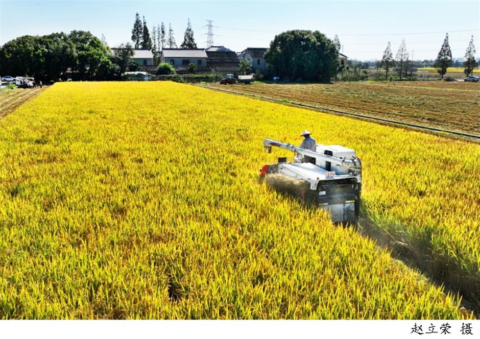 Shanghai Villages Should Not Be Mere 'Supporting Actors': NPC Delegate