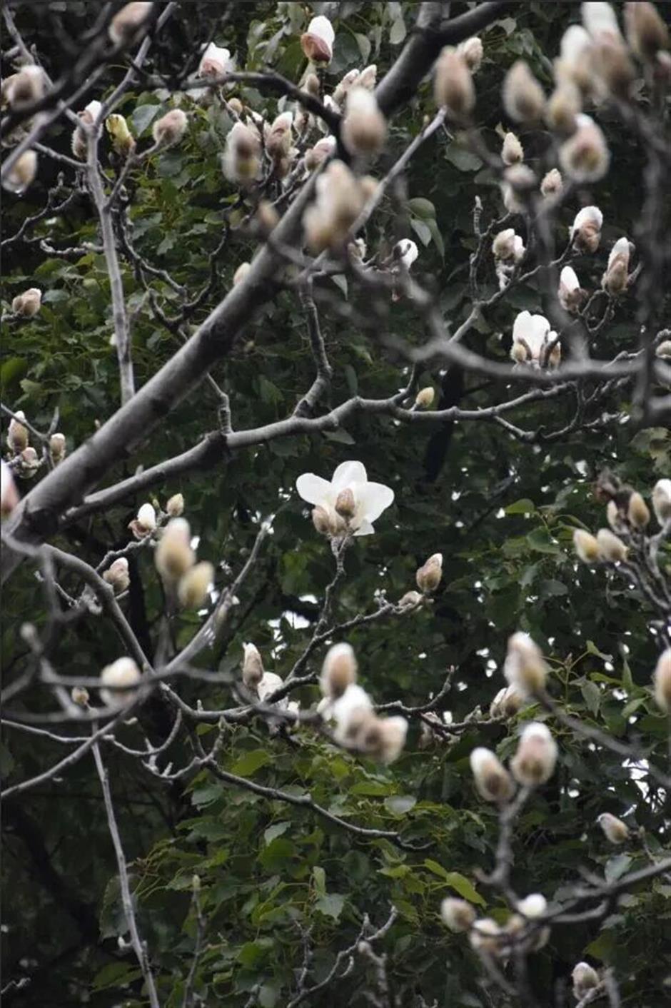 上海五大古典园林,迎来最美春色!