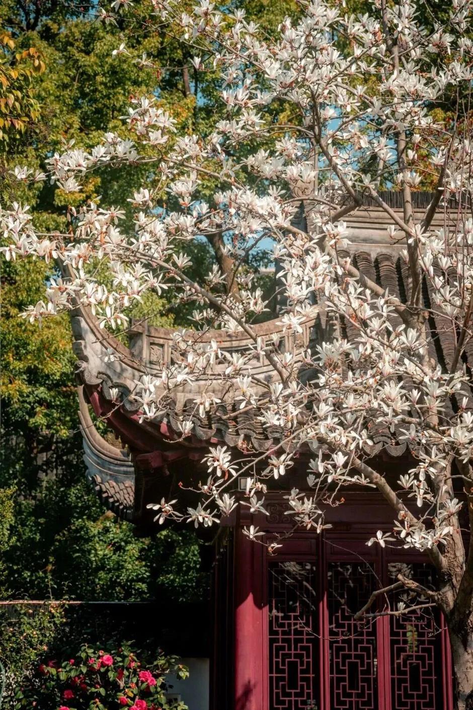 上海五大古典园林,迎来最美春色!