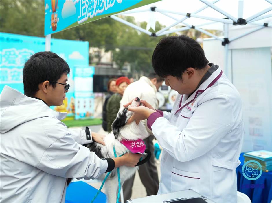 [Explainer] What Should You Do When You Find a Stray Animal?