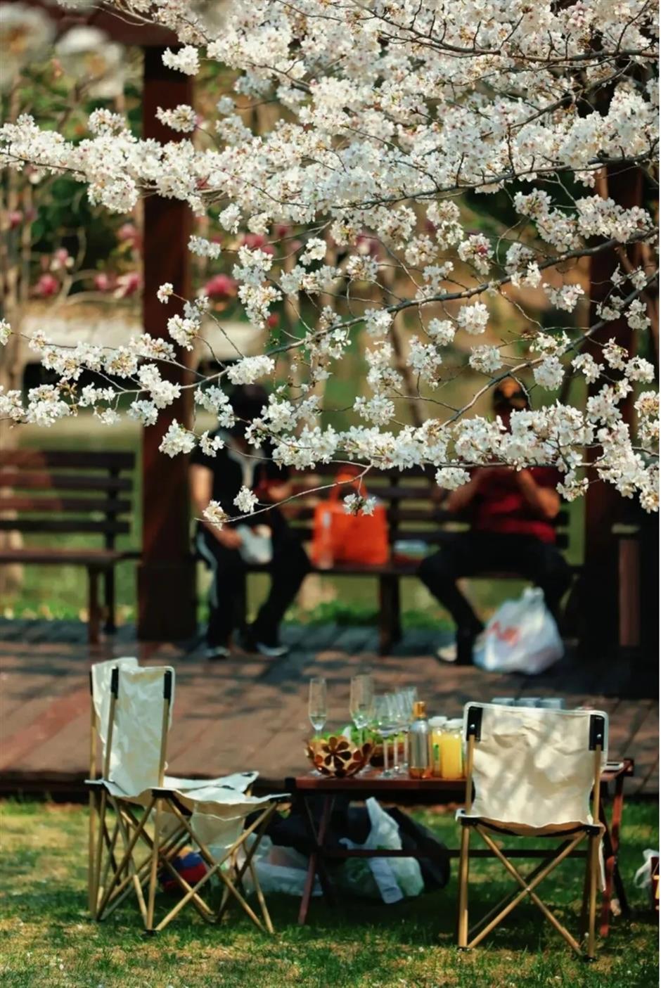 限时免费入园、上海樱花节、F1中国大奖赛......一周文旅生活