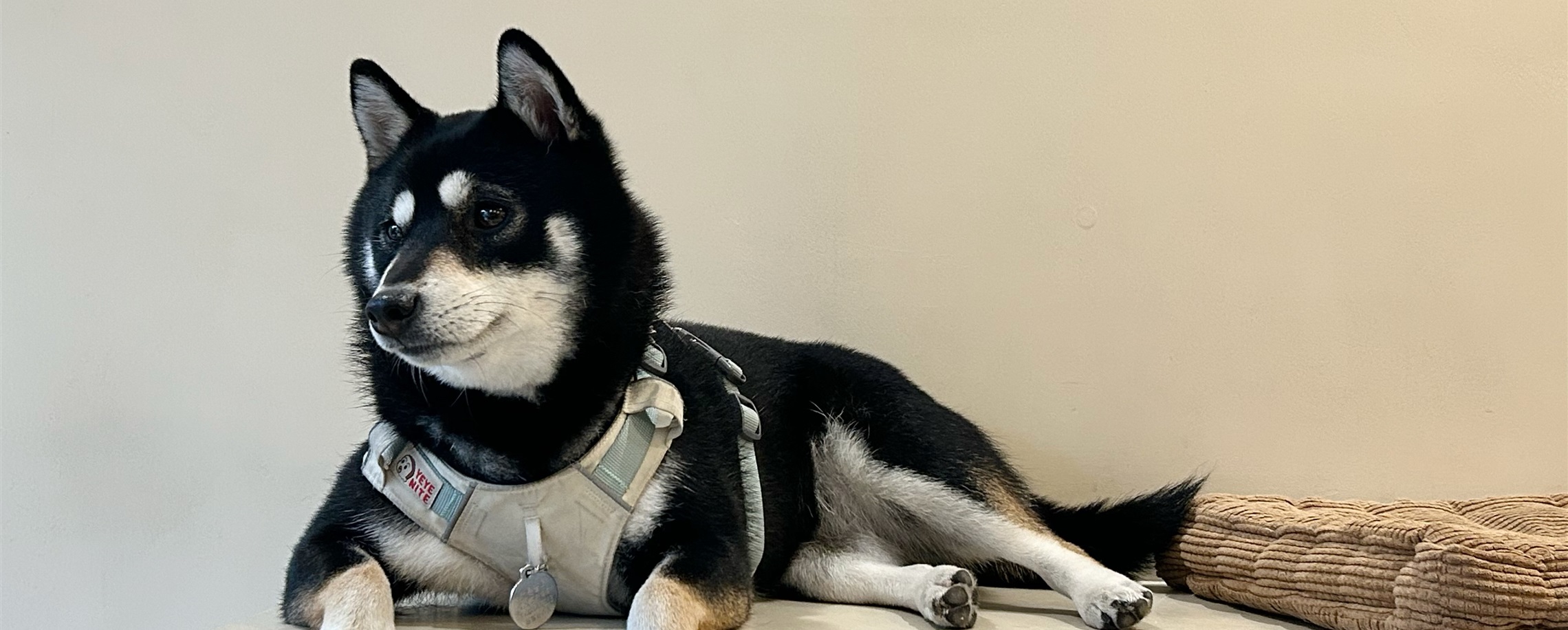 [Hai Lights] Shanghai Cafés That Welcome Wagging Tails