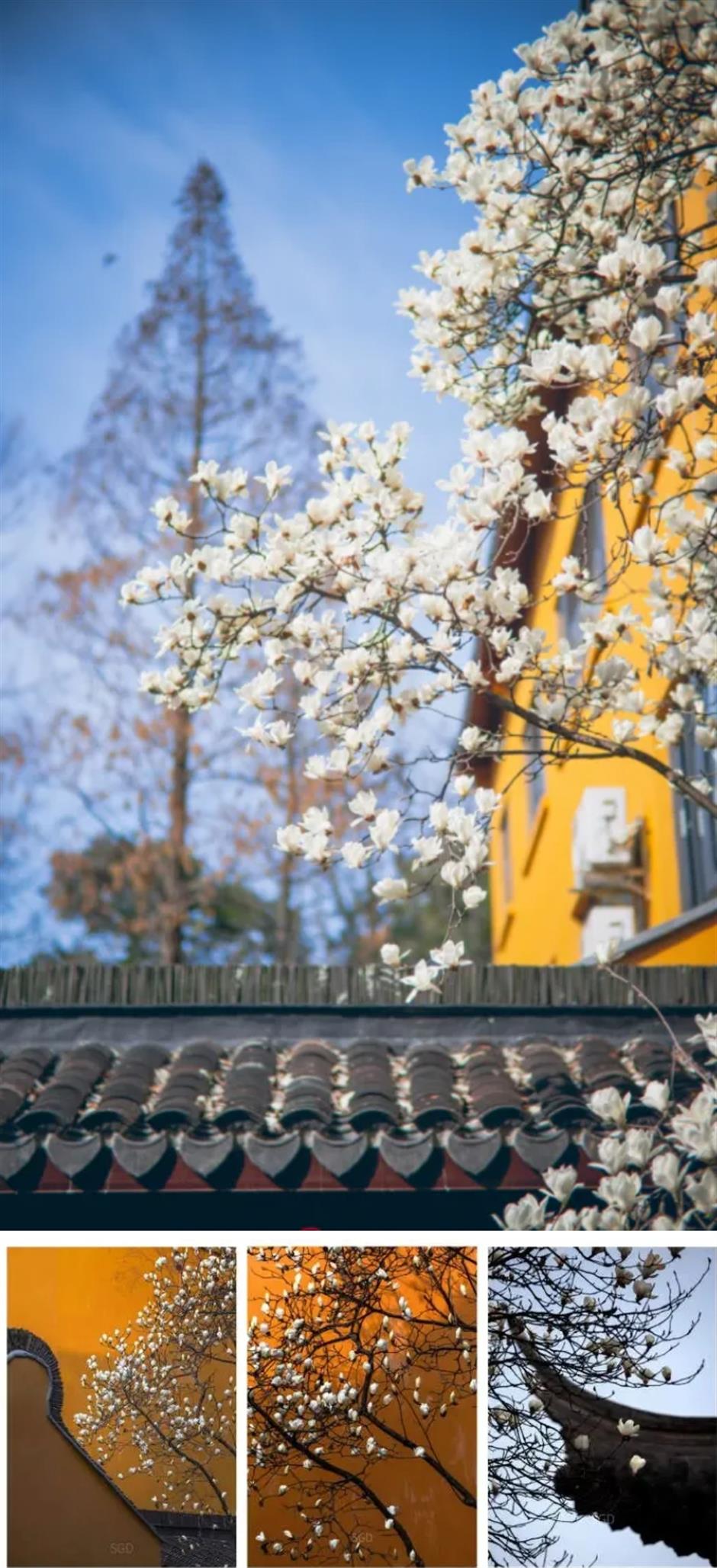上海早春限定绝色!不愧是当选40年的市花