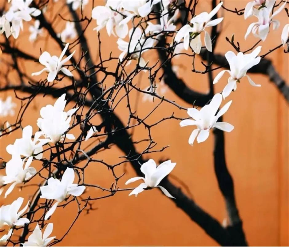 上海早春限定绝色!不愧是当选40年的市花