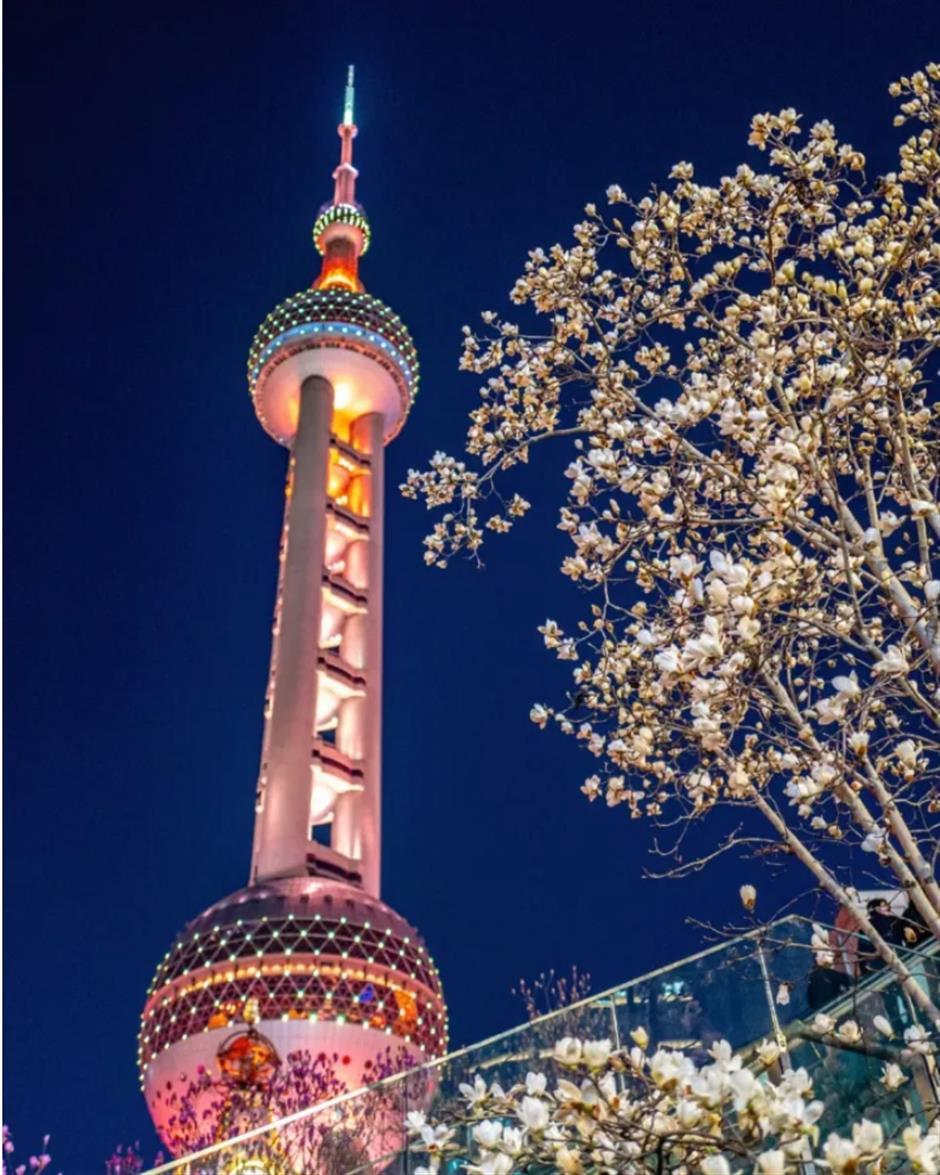 上海早春限定绝色!不愧是当选40年的市花