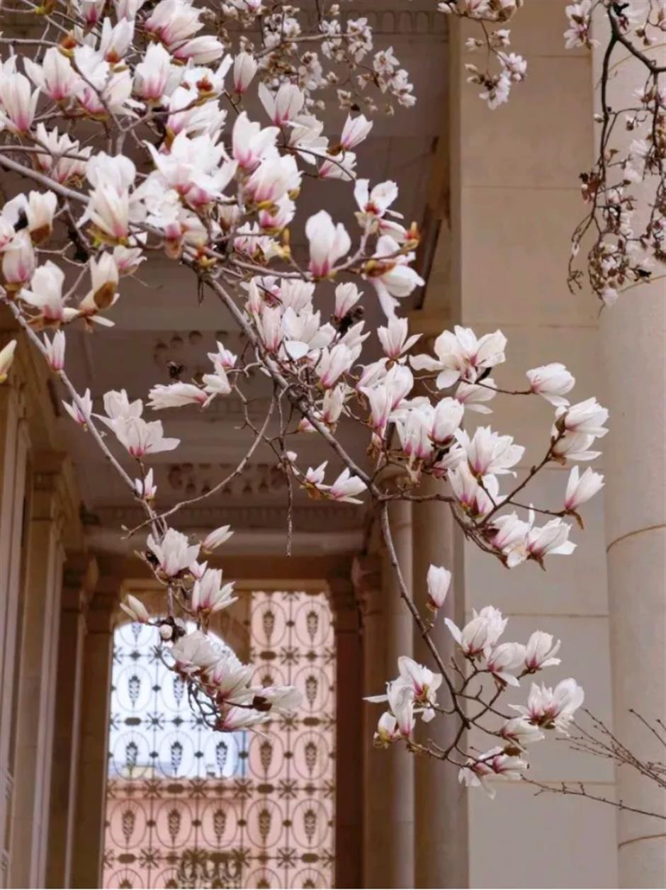 上海早春限定绝色!不愧是当选40年的市花