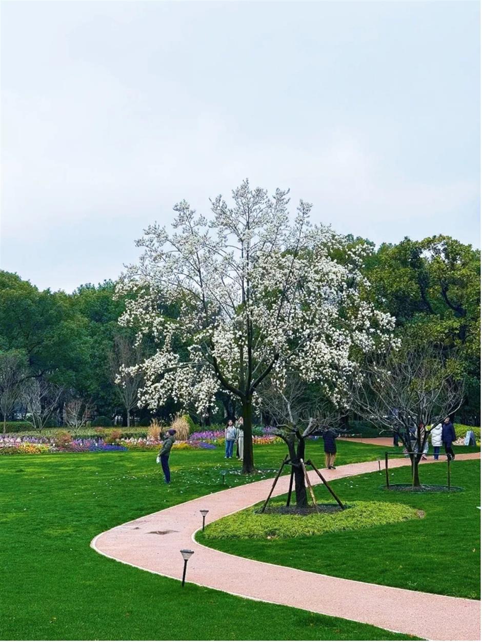 上海早春限定绝色!不愧是当选40年的市花