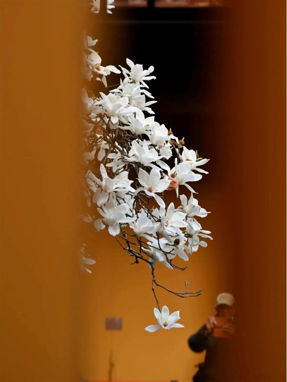 上海早春限定绝色!不愧是当选40年的市花