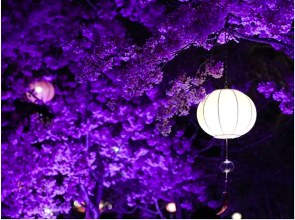 提示!顾村公园部分区域延时开放,赏樱不打烊~