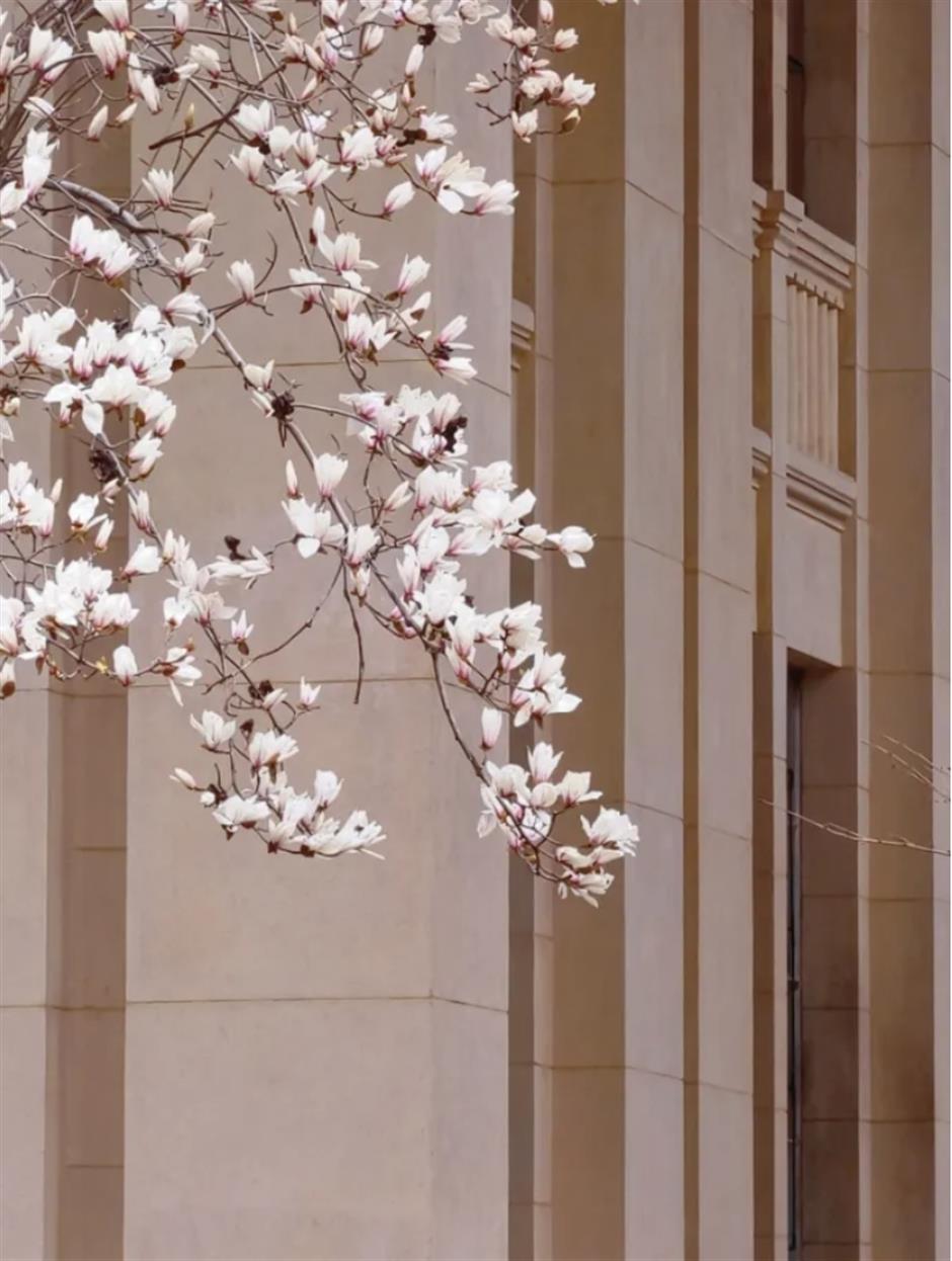 上海早春限定绝色!不愧是当选40年的市花