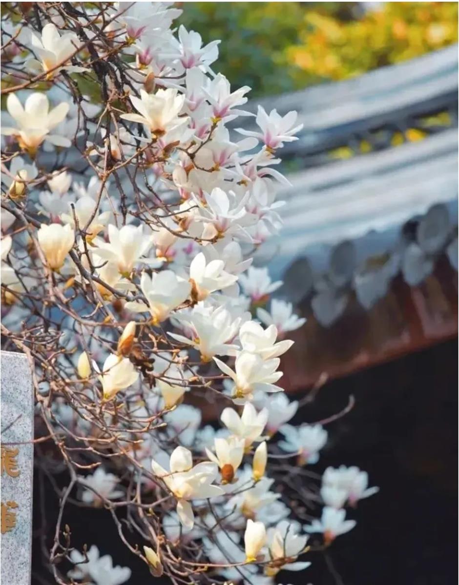 上海早春限定绝色!不愧是当选40年的市花