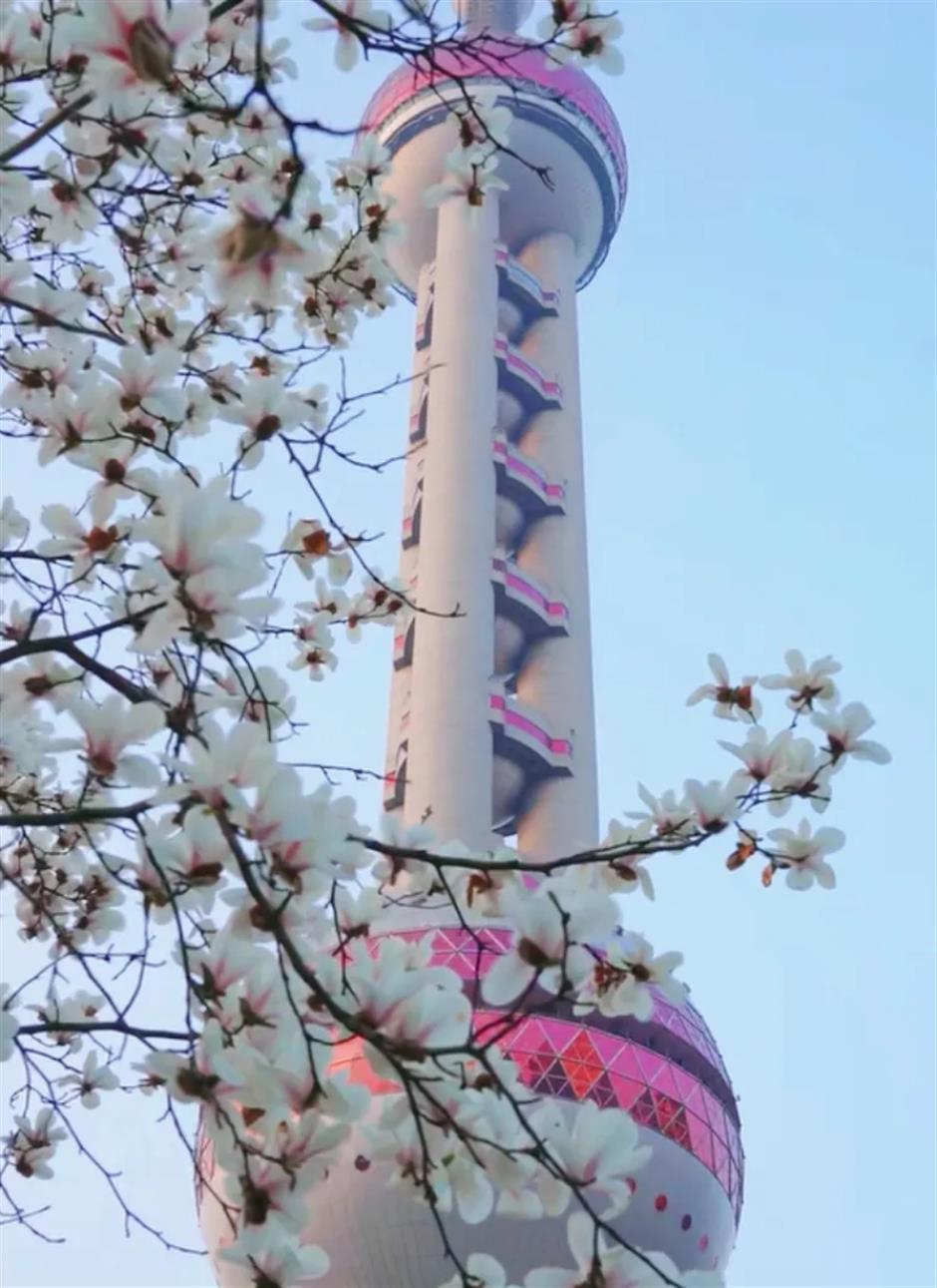上海早春限定绝色!不愧是当选40年的市花
