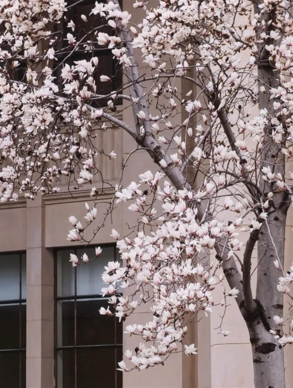 上海早春限定绝色!不愧是当选40年的市花