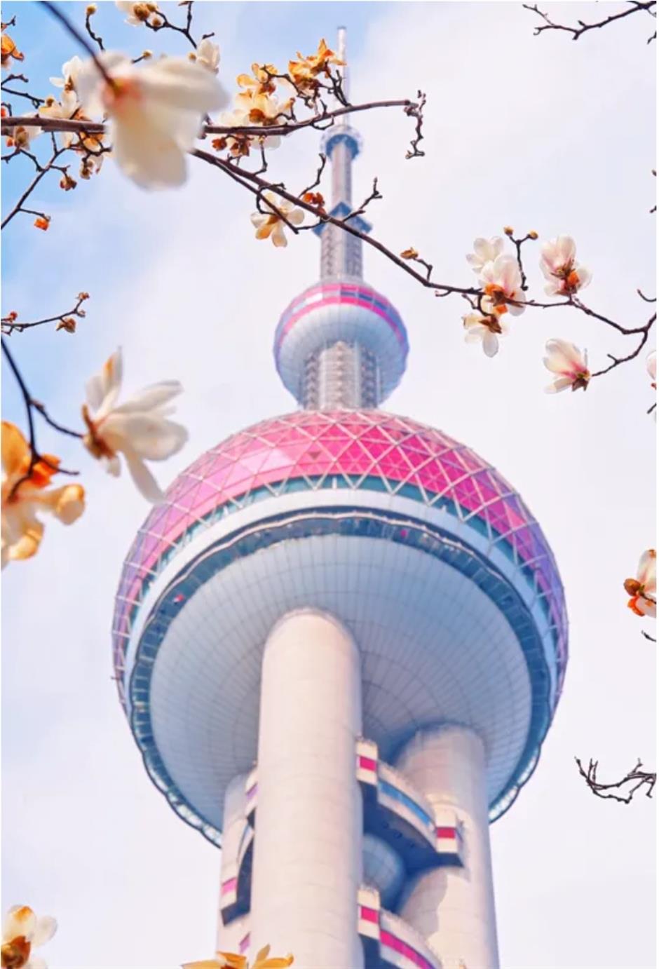 上海早春限定绝色!不愧是当选40年的市花