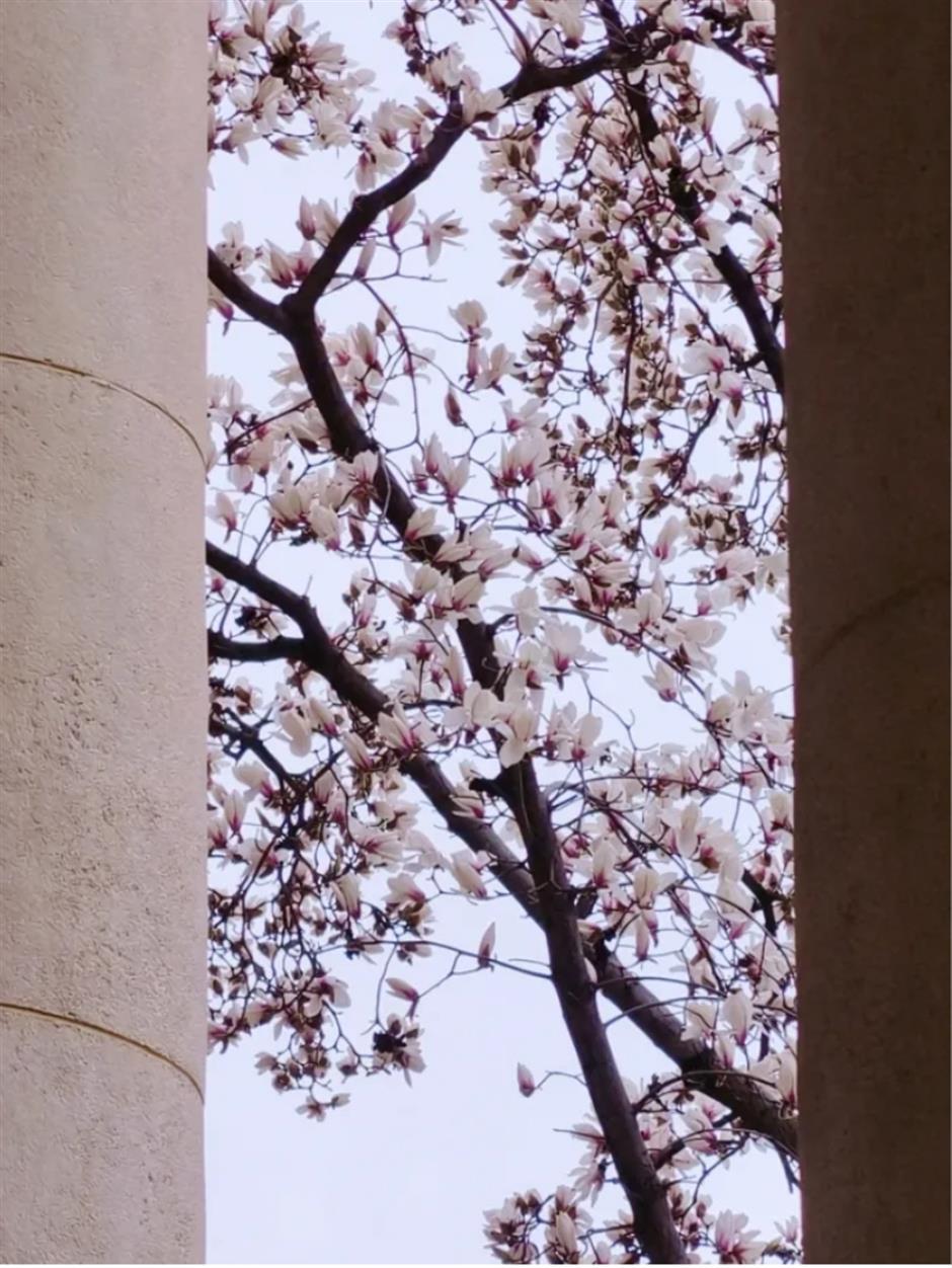上海早春限定绝色!不愧是当选40年的市花
