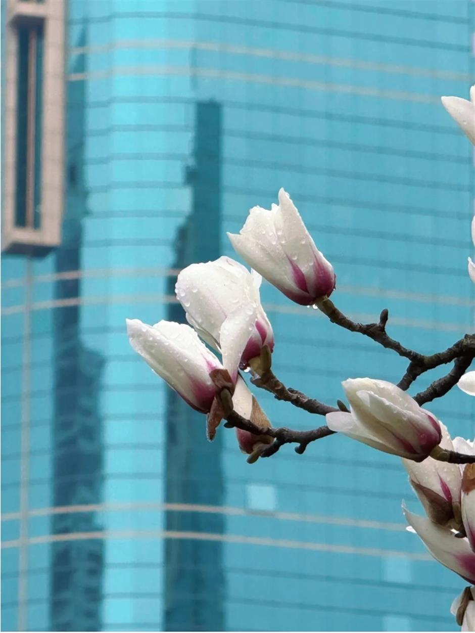 上海早春限定绝色!不愧是当选40年的市花