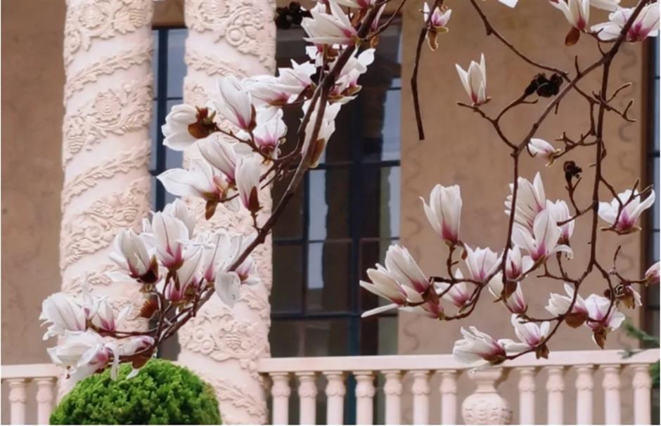 上海早春限定绝色!不愧是当选40年的市花