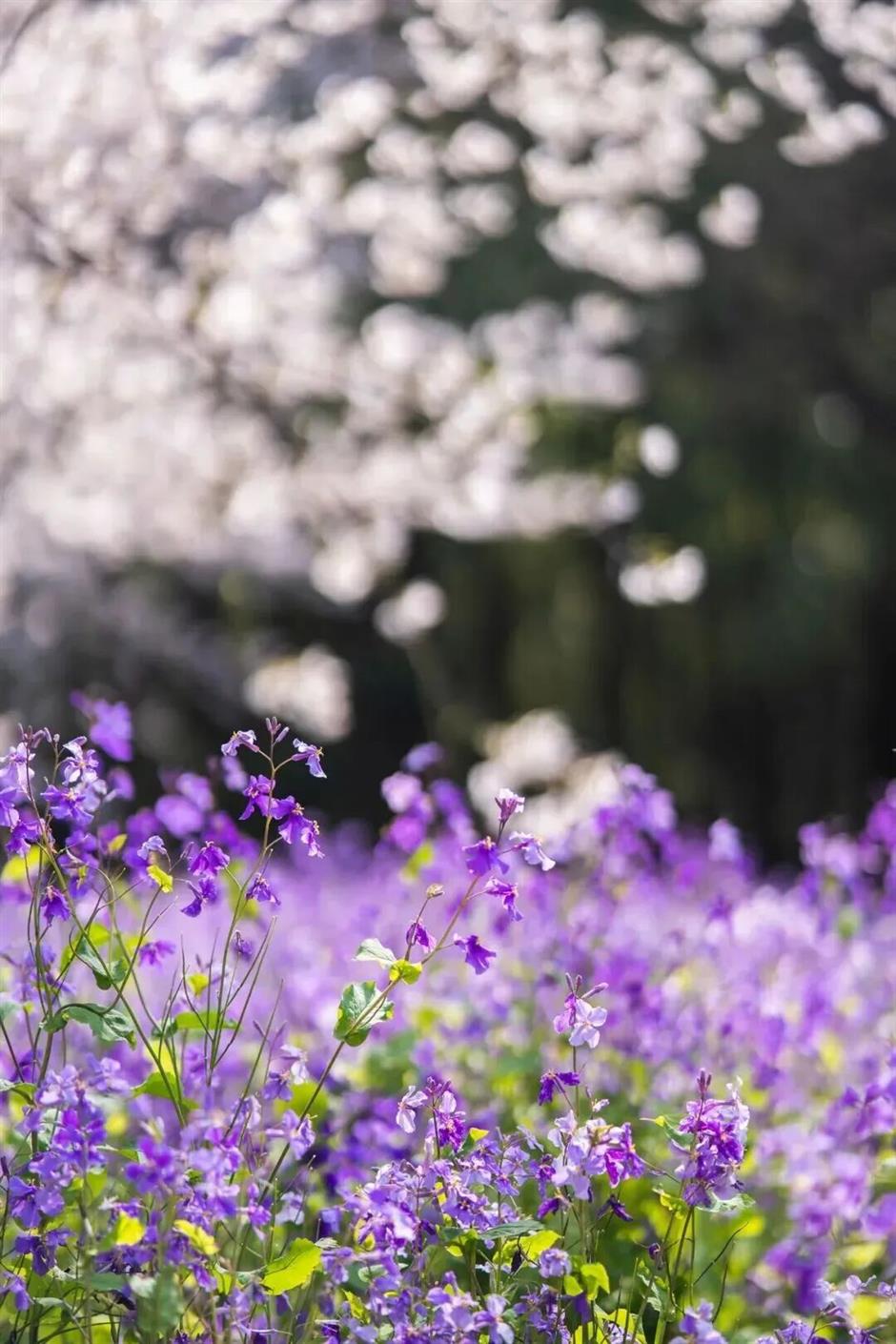超浪漫!上海一波紫色花海盛开!