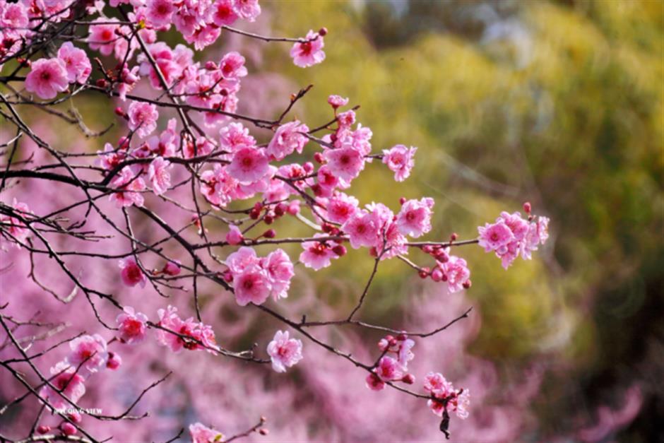 Follow the Spring Breeze to Shanghai's Flower Exhibitions