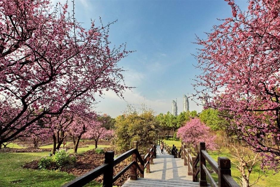 Follow the Spring Breeze to Shanghai's Flower Exhibitions