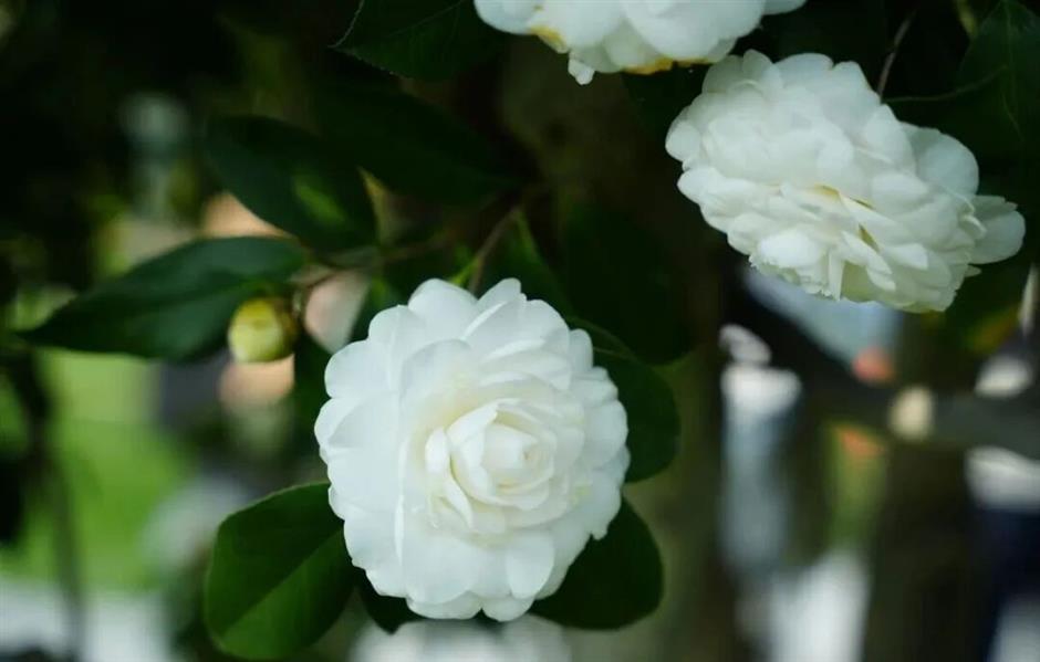 Follow the Spring Breeze to Shanghai's Flower Exhibitions