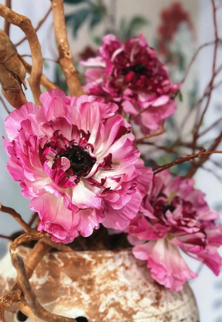 Follow the Spring Breeze to Shanghai's Flower Exhibitions