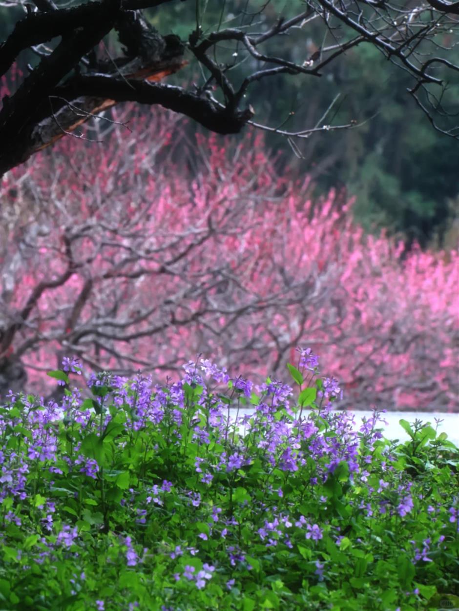 超浪漫!上海一波紫色花海盛开!