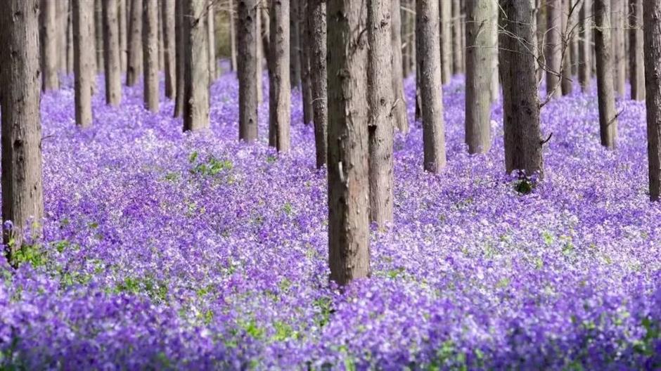超浪漫!上海一波紫色花海盛开!