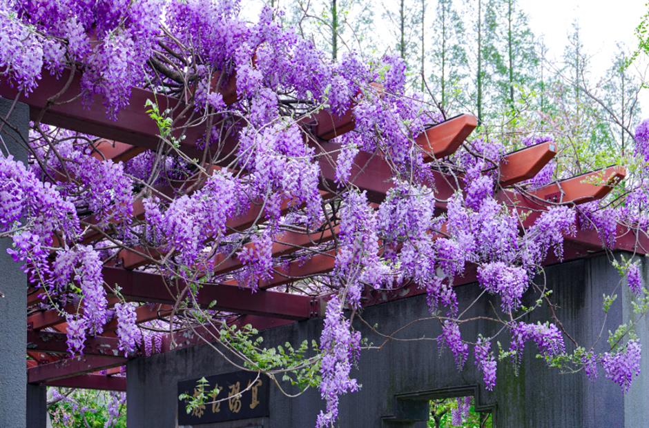 上海这些树,惊艳一整个春天!