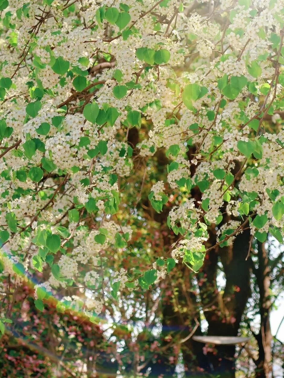 上海这些树,惊艳一整个春天!