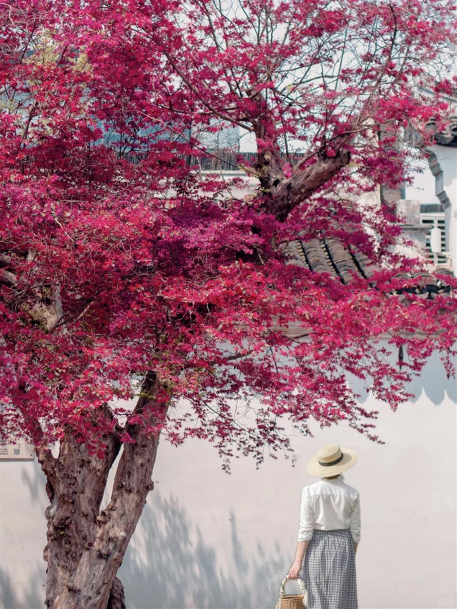 上海这些树,惊艳一整个春天!
