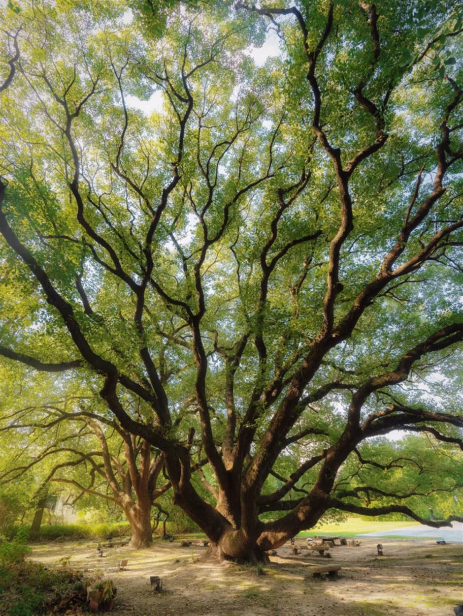 上海这些树,惊艳一整个春天!