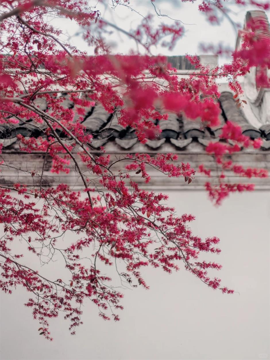 上海这些树,惊艳一整个春天!