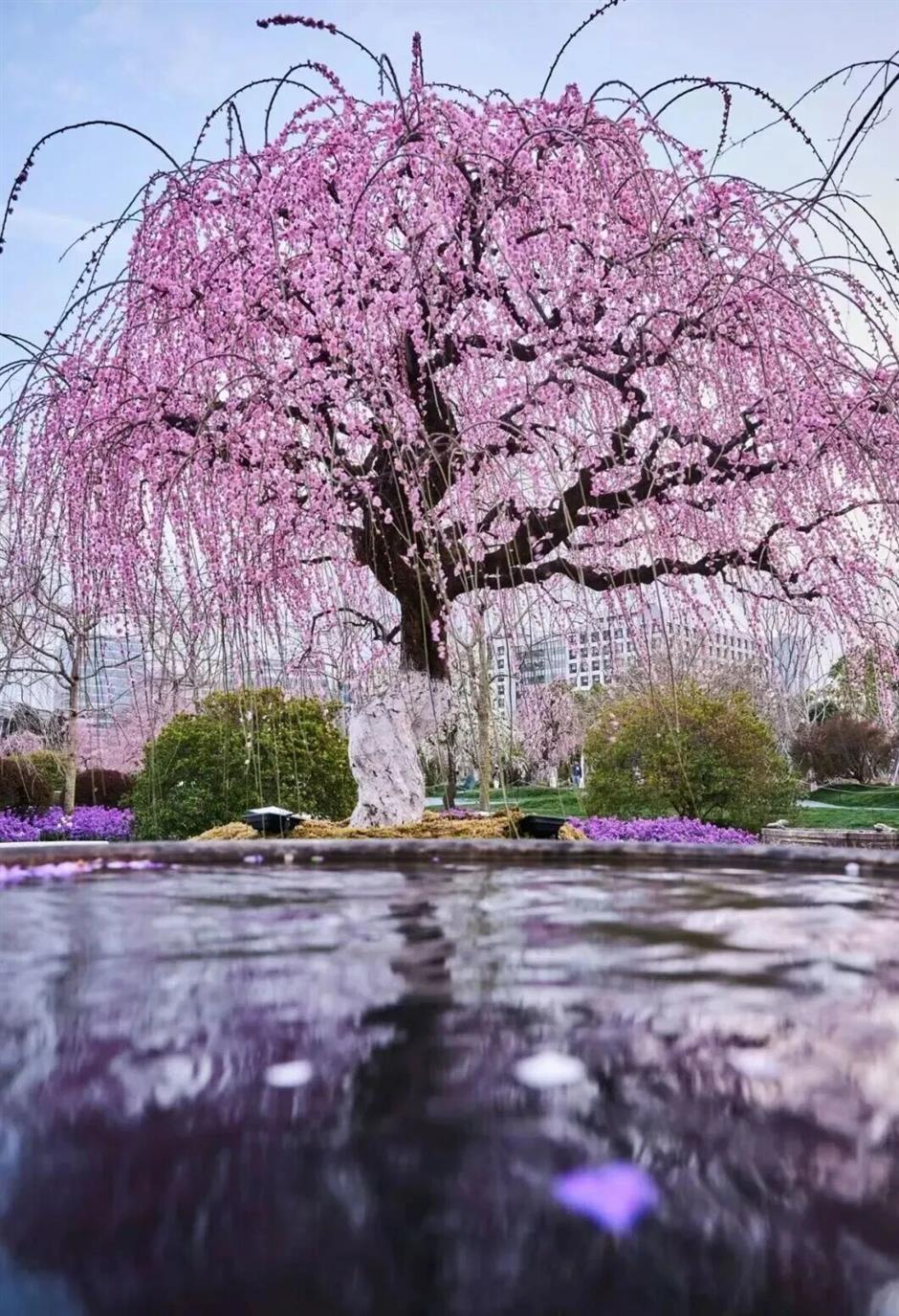 上海这些树,惊艳一整个春天!