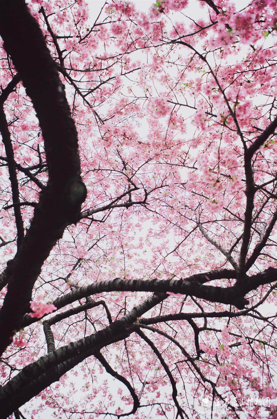 2026上海辰山植物园樱花季赏樱全攻略