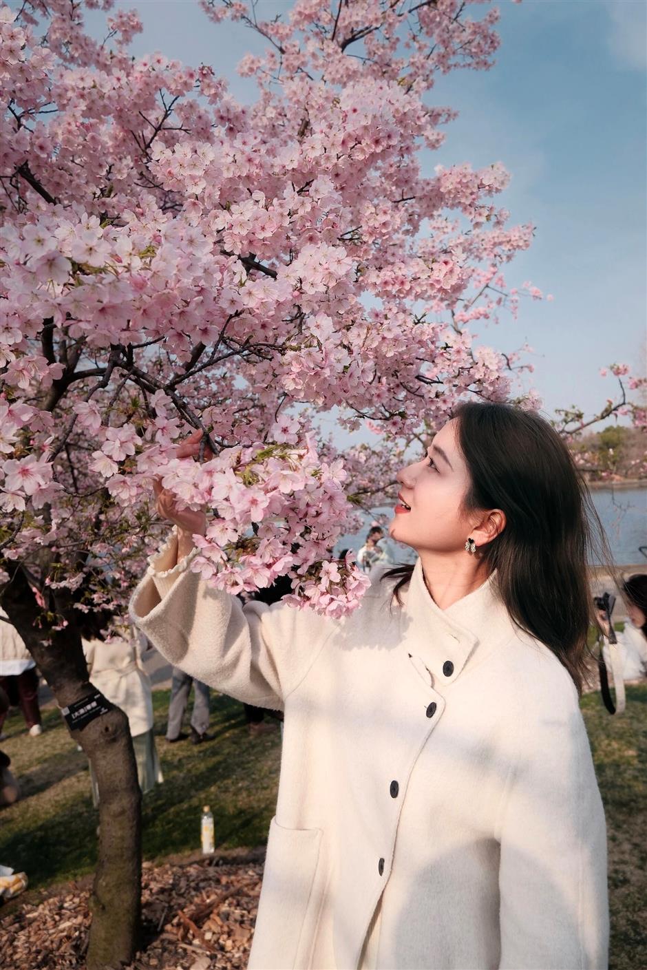 2026上海辰山植物园樱花季赏樱全攻略