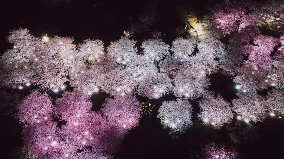 2026上海辰山植物园樱花季赏樱全攻略