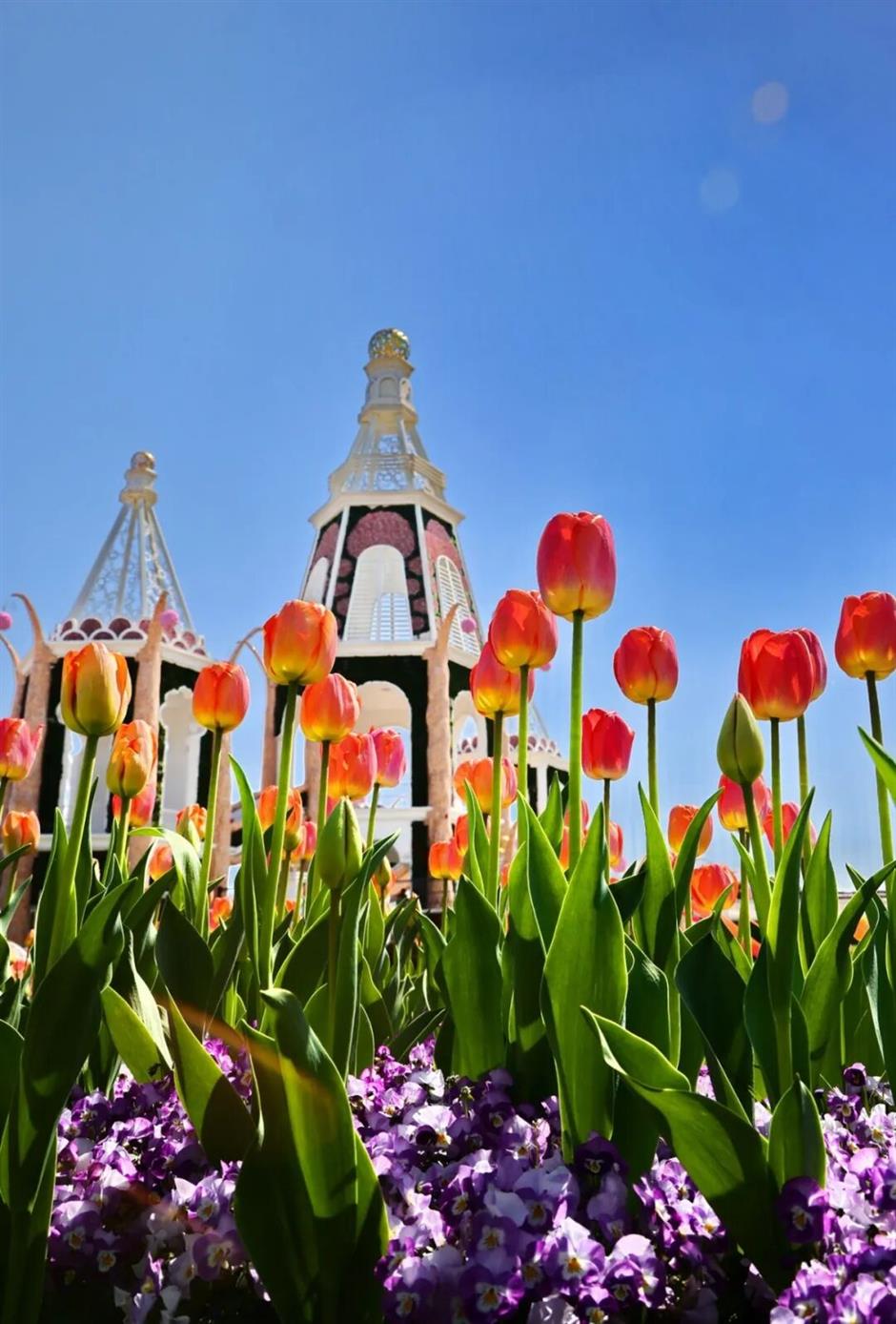 16万株郁金香+电影同款+江畔落日!上海这处秘境承包整个春天