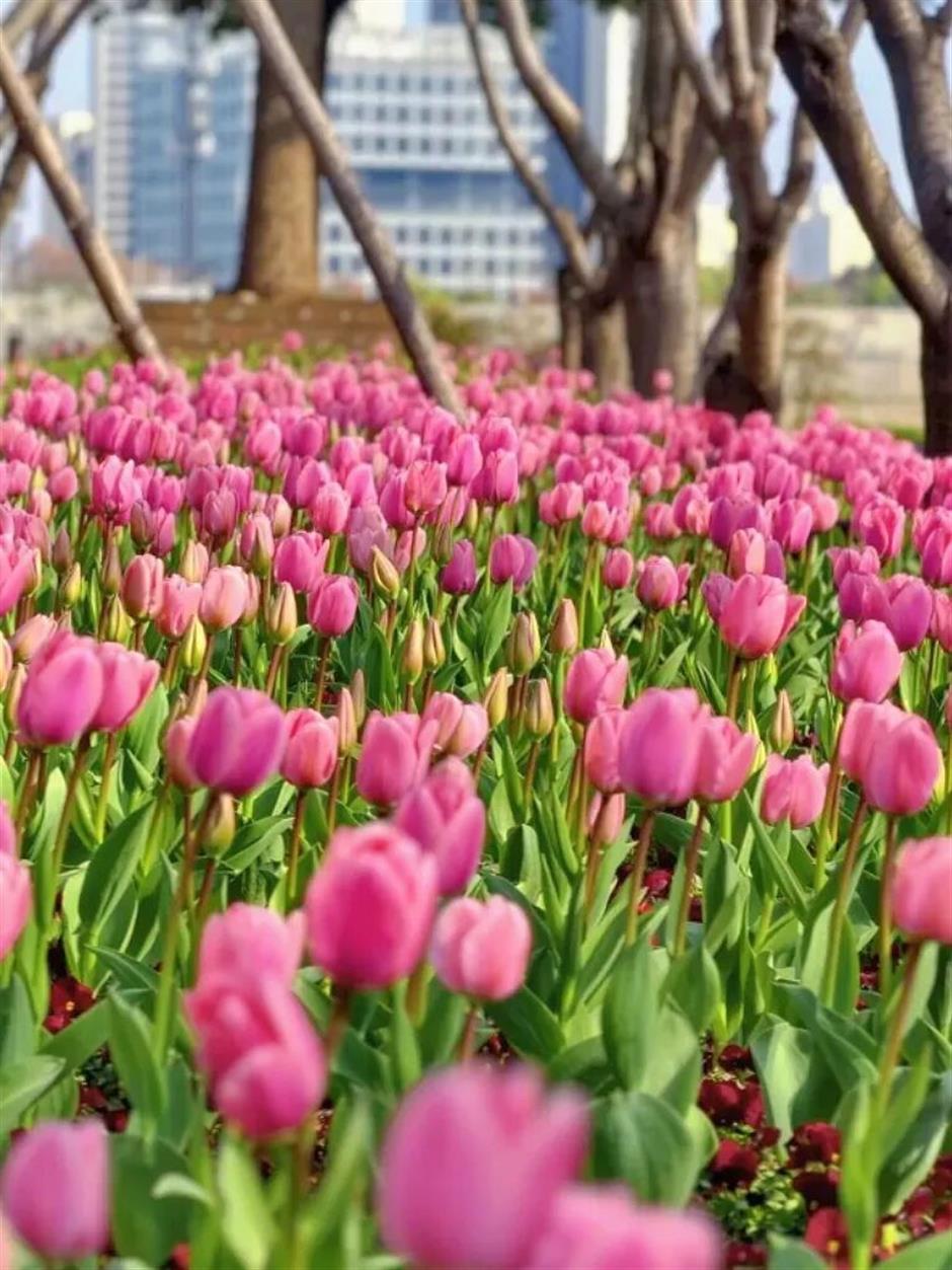 3条绝美骑行线,收藏春日上海!