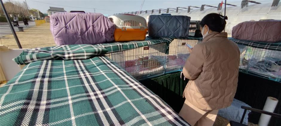 Fostering Pet-People Harmony: Shanghai's Sanctuary for Stray Cats