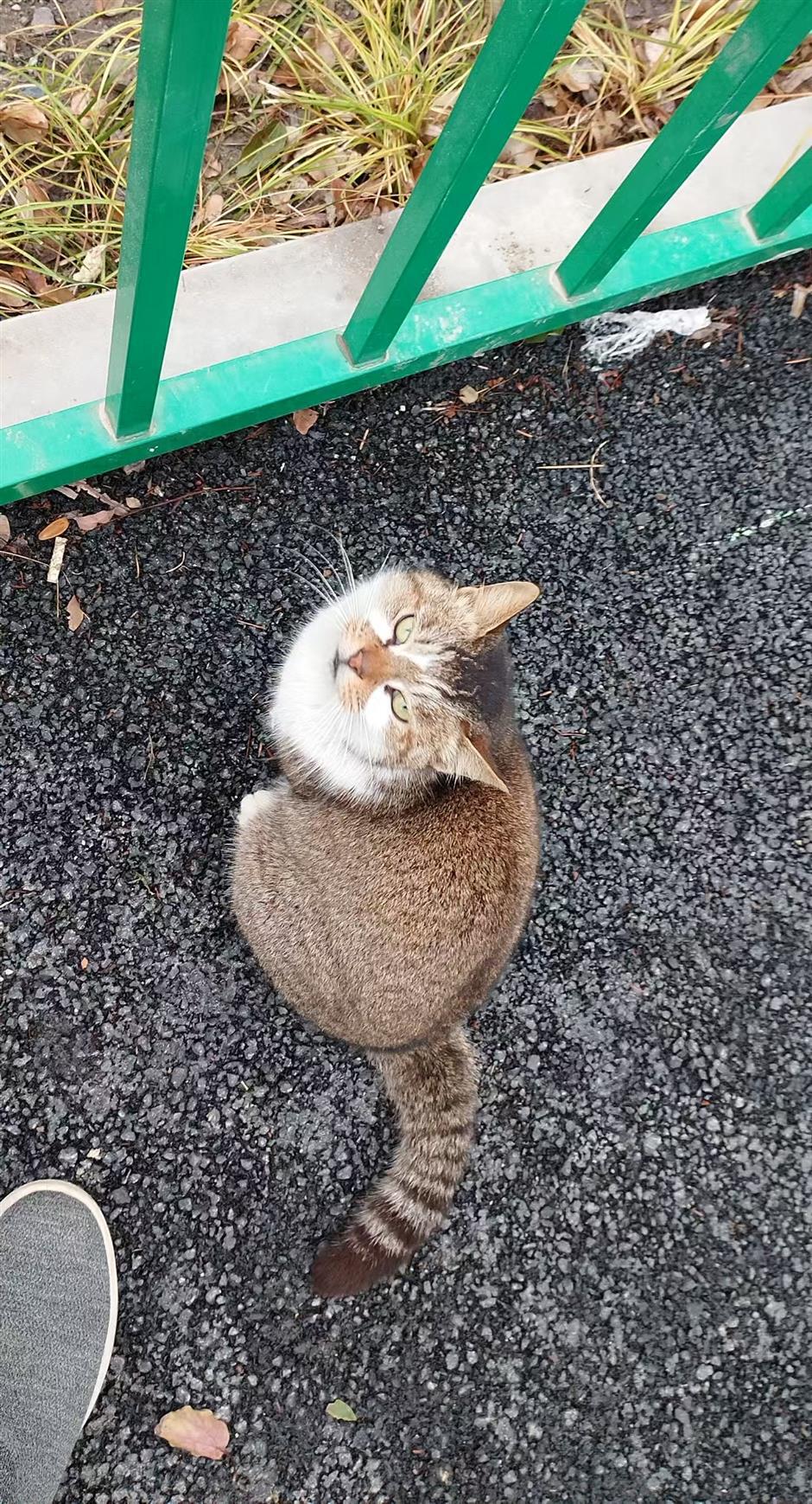 Fostering Pet-People Harmony: Shanghai's Sanctuary for Stray Cats