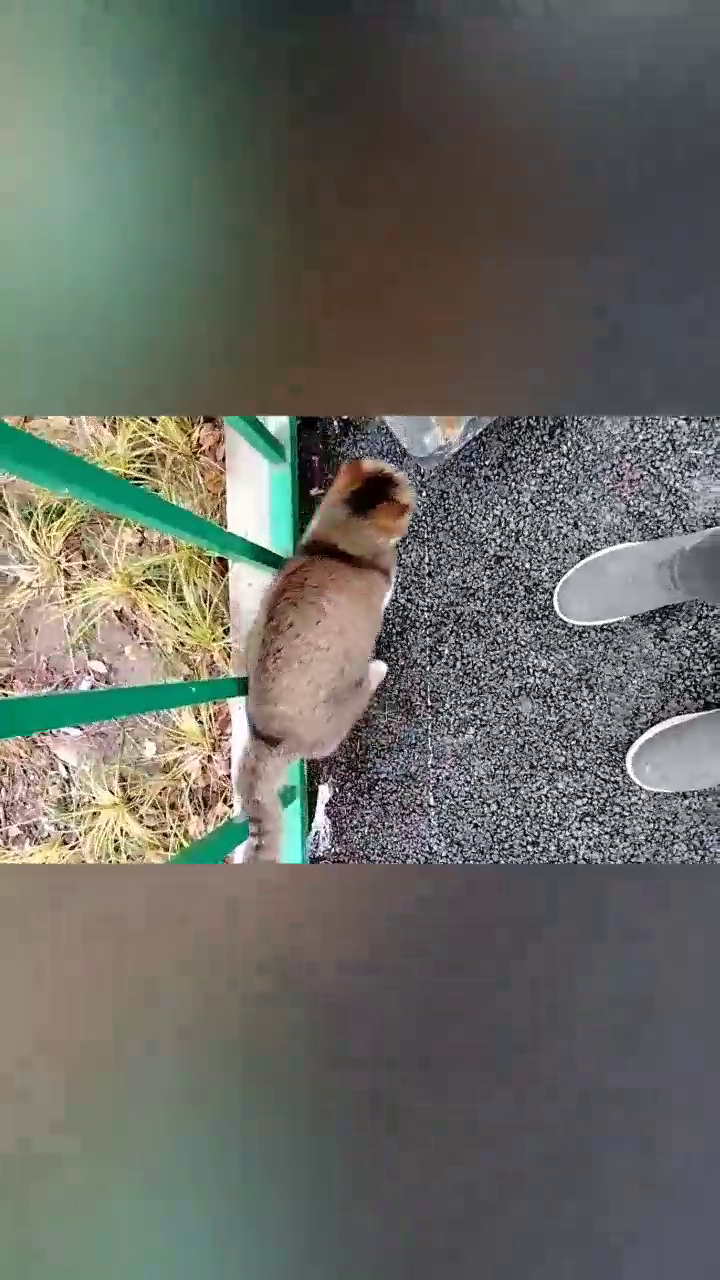 Fostering Pet-People Harmony: Shanghai's Sanctuary for Stray Cats