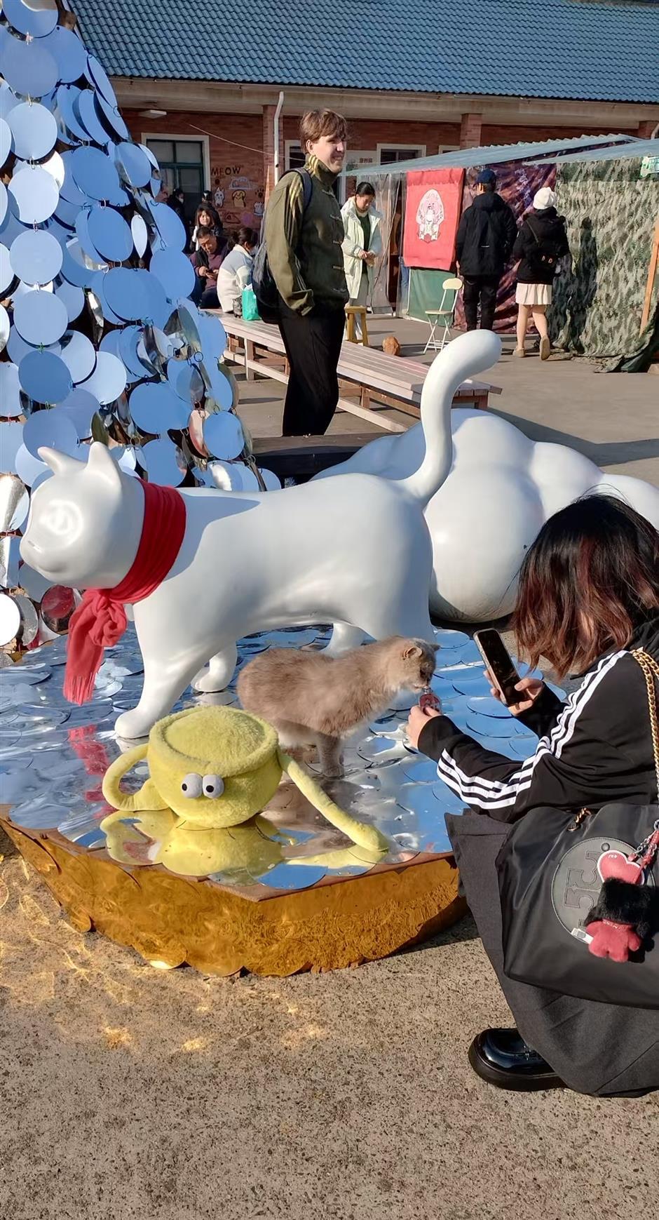 Fostering Pet-People Harmony: Shanghai's Sanctuary for Stray Cats