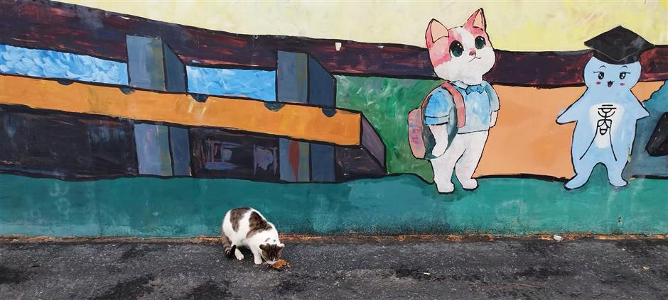 Fostering Pet-People Harmony: Shanghai's Sanctuary for Stray Cats