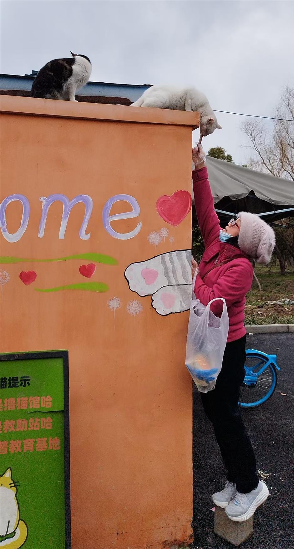 Fostering Pet-People Harmony: Shanghai's Sanctuary for Stray Cats