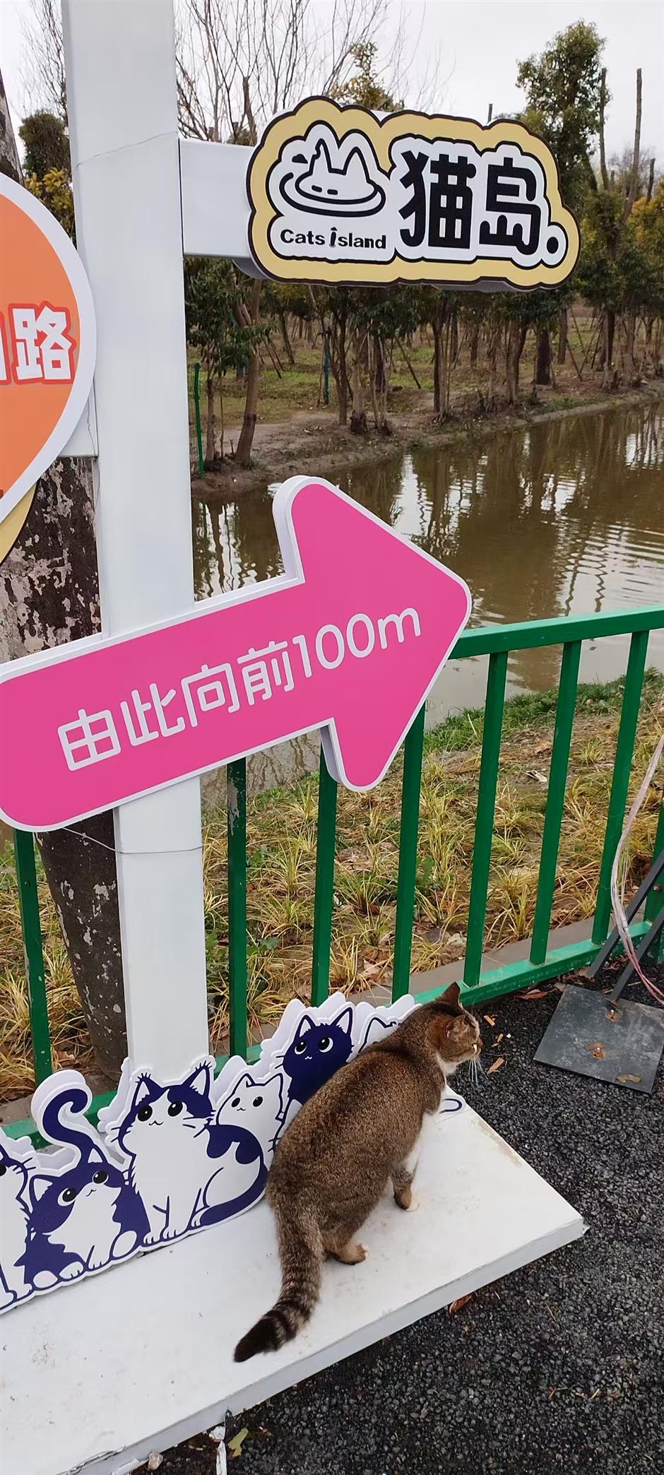 Fostering Pet-People Harmony: Shanghai's Sanctuary for Stray Cats