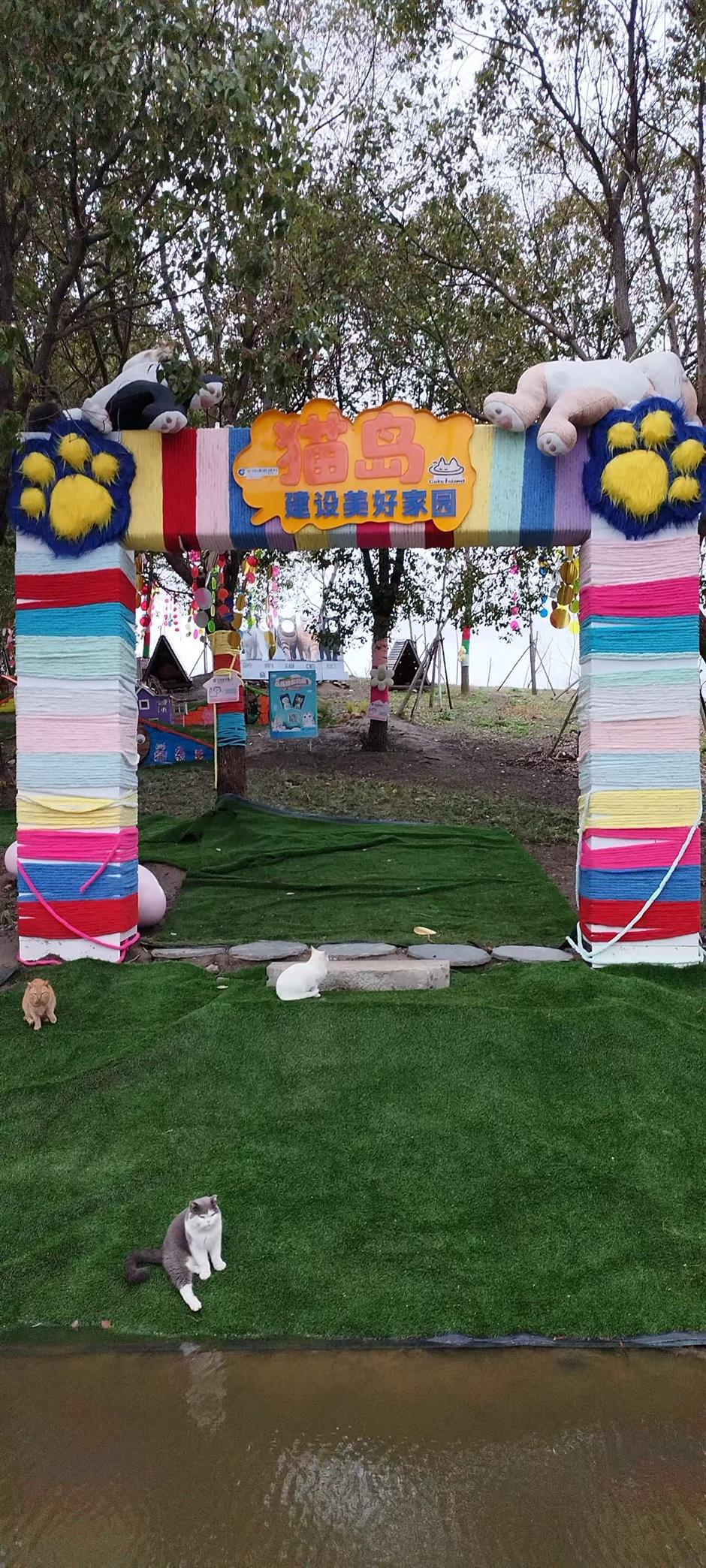 Fostering Pet-People Harmony: Shanghai's Sanctuary for Stray Cats