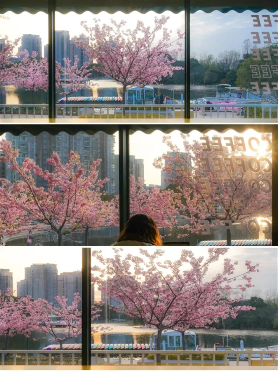 免费!上海这处樱花水岸,小众又治愈