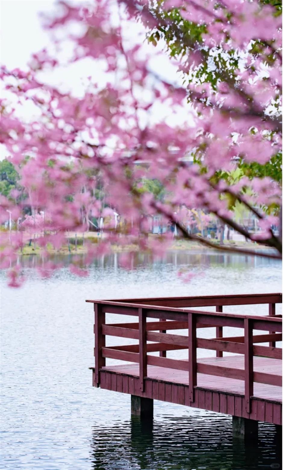 免费!上海这处樱花水岸,小众又治愈